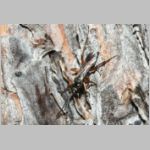 Agenioideus cinctellus - Wegwespe w001c 5mm - Sandgrube Niedringhaussee-det.jpg